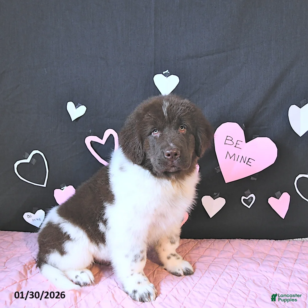 Newfoundland dogs for sale: Gunner  - Ad 4