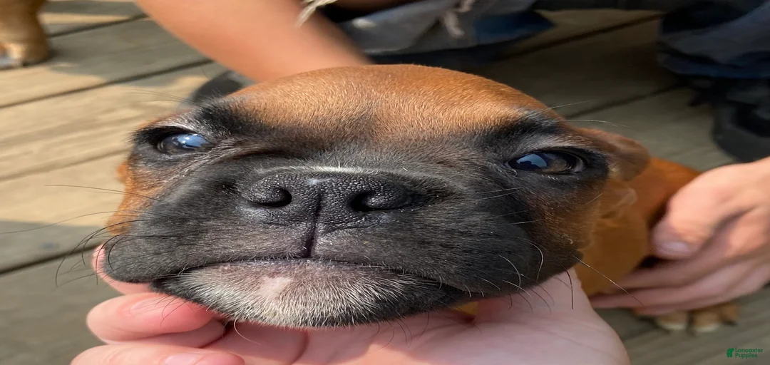 Gallery Image {{count}}