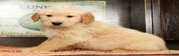 Golden Retriever dogs for sale: Boomer - Ad 3