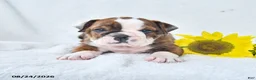 Olde English Bulldogge dogs for sale: Dana - Ad 1