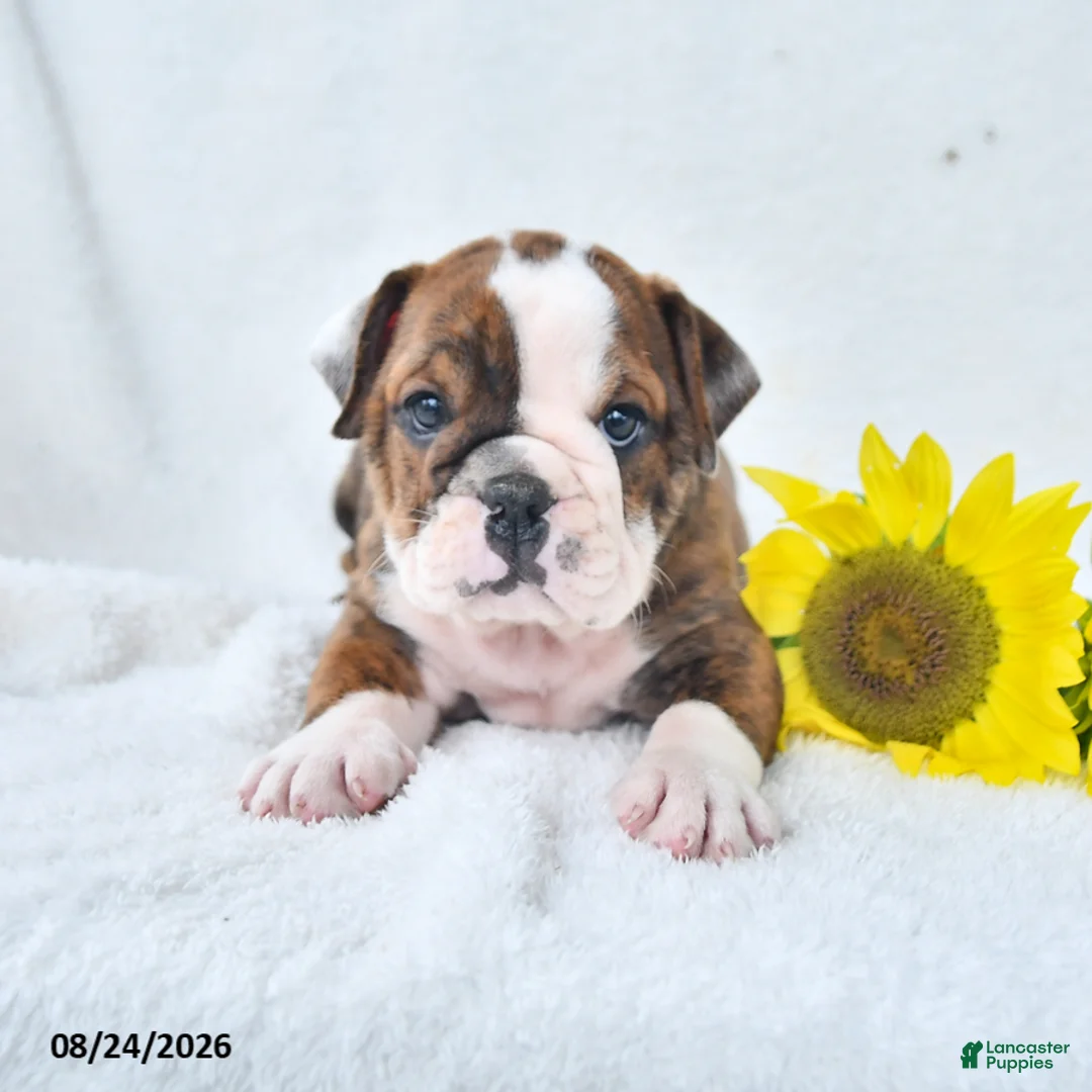Olde English Bulldogge dogs for sale: Dana - Ad 1