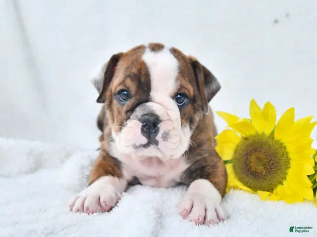 Olde English Bulldogge dogs for sale: Dana - Ad 1