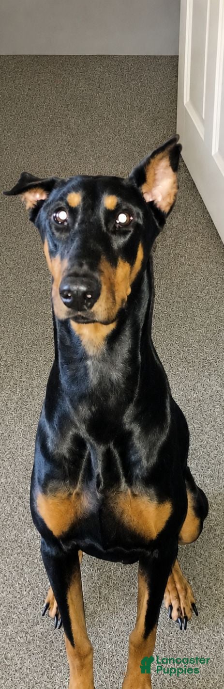 Doberman Pinscher dogs Piper - Ad 2