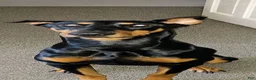Doberman Pinscher dogs for sale: Piper - Ad 2