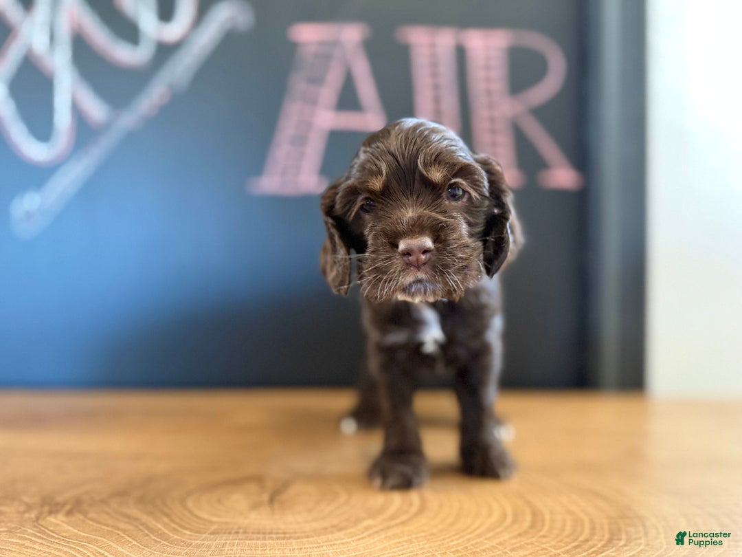 Cocker Spaniel dogs for sale: Bailey  - Ad 2