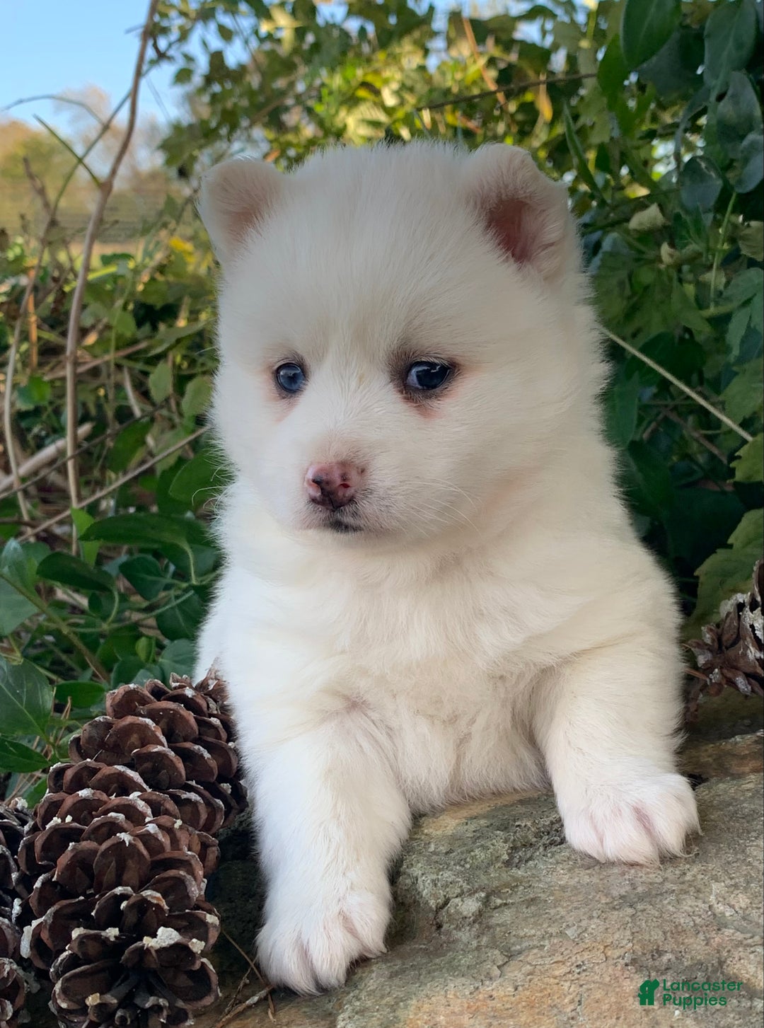 Alaskan Klee Kai dogs for sale: Sweet Petite Baby Willow~!!! - Ad 13