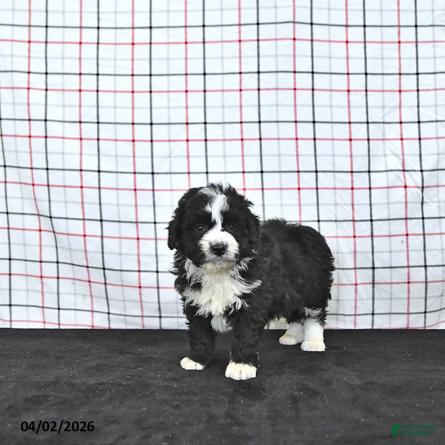 Mini Aussiedoodle dogs Wilson  EXTRA SMALL - Ad 2