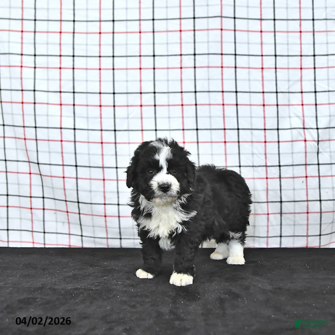 Mini Aussiedoodle dogs for sale: Wilson  EXTRA SMALL - Ad 2