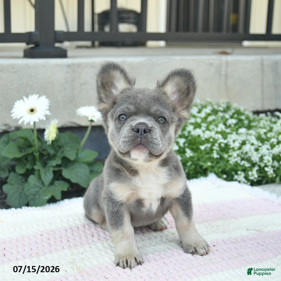 French Bulldog dogs Sage  - Ad 1