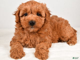 Mini Goldendoodle dogs - Ad 16