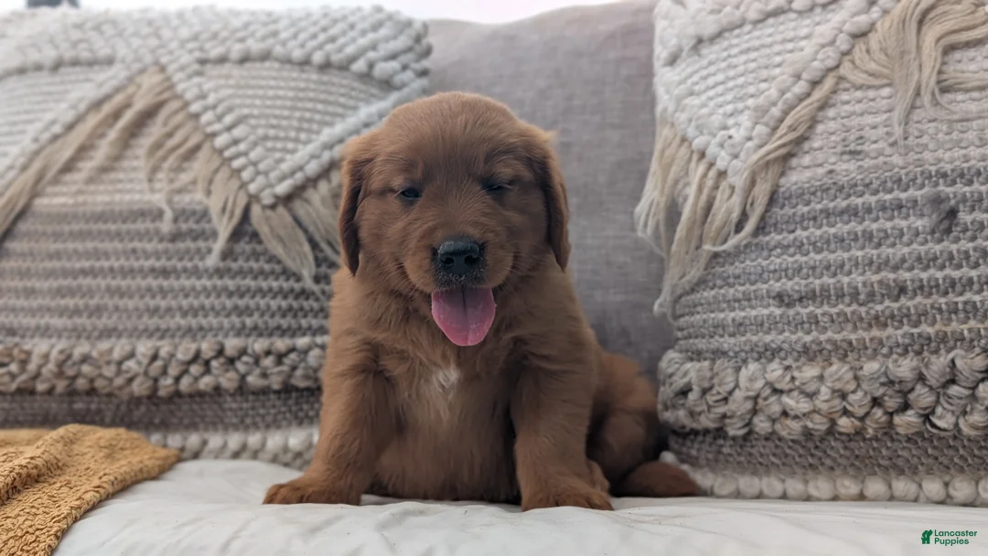 Golden Retriever dogs for sale: Hudson  - Ad 2