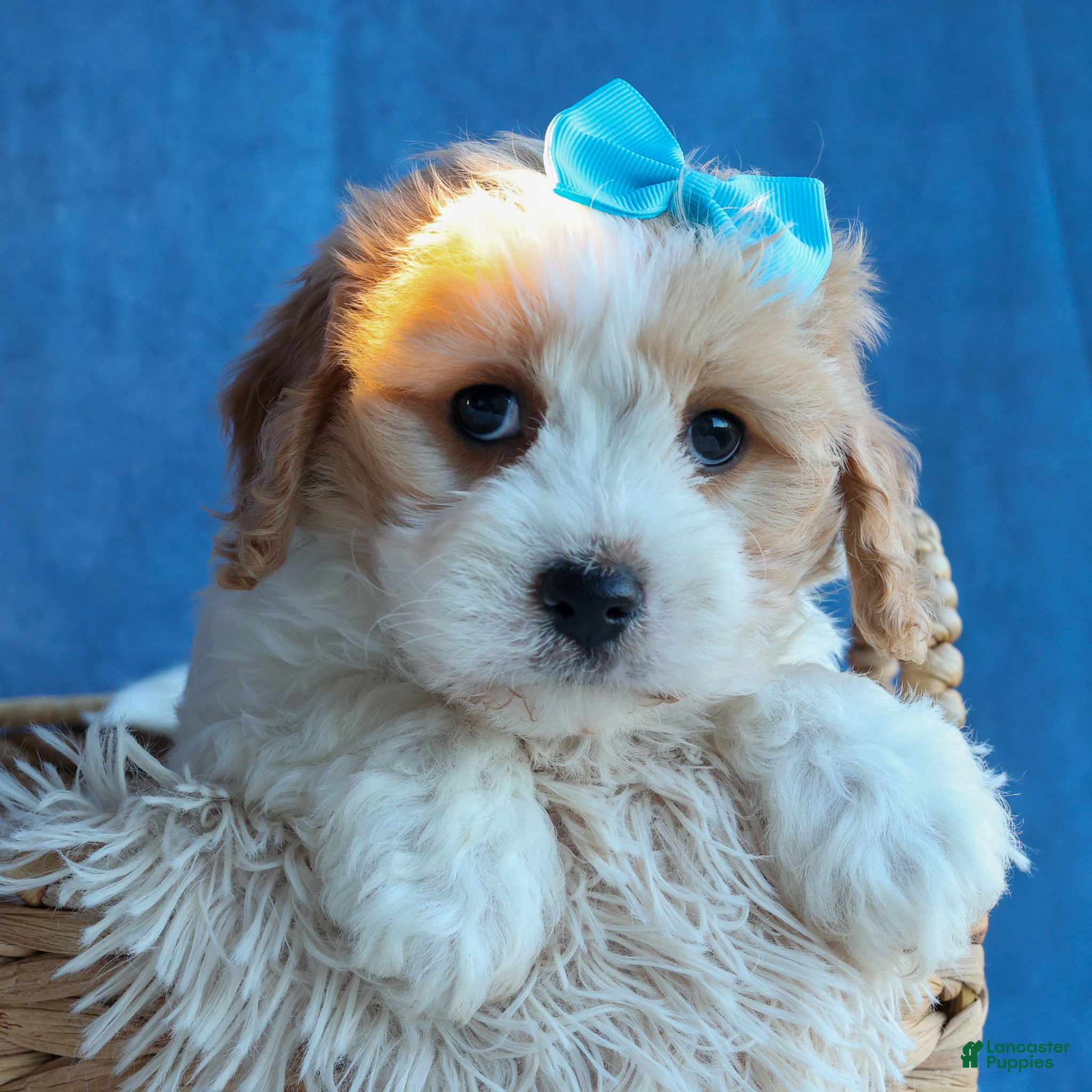 Cavachon dogs LUCAS - Ad 20