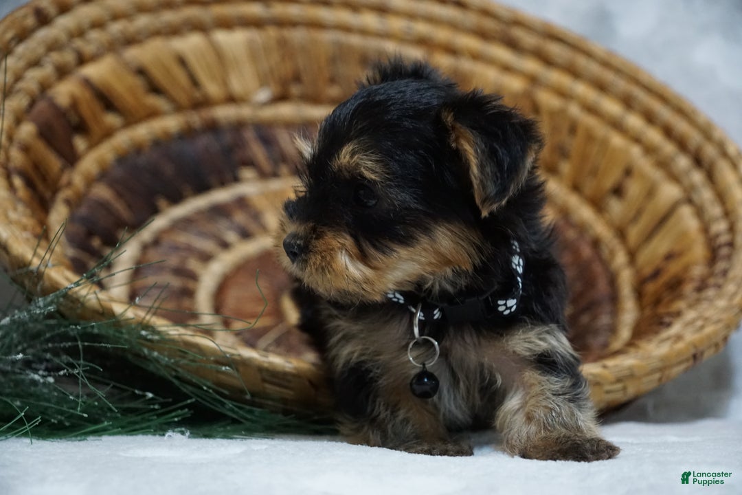 Yorkshire Terrier dogs for sale: Doreen - Ad 3
