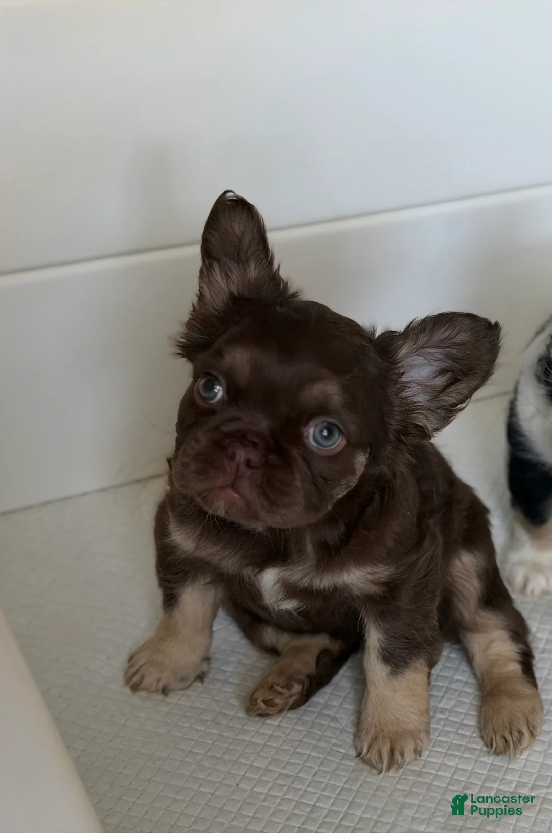 French Bulldog dogs for sale: RedSport - Ad 1