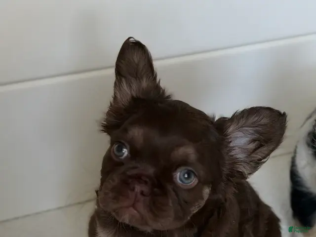 French Bulldog dogs for sale: RedSport - Ad 1