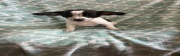 Chihuahua dogs for sale: Chihuahua Boy- Walter - Ad 6
