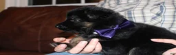 German Shepherd dogs for sale: Hilda, purple collar - Ad 5