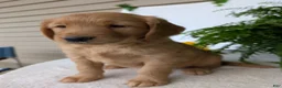 Golden Retriever dogs for sale: Honey  - Ad 9