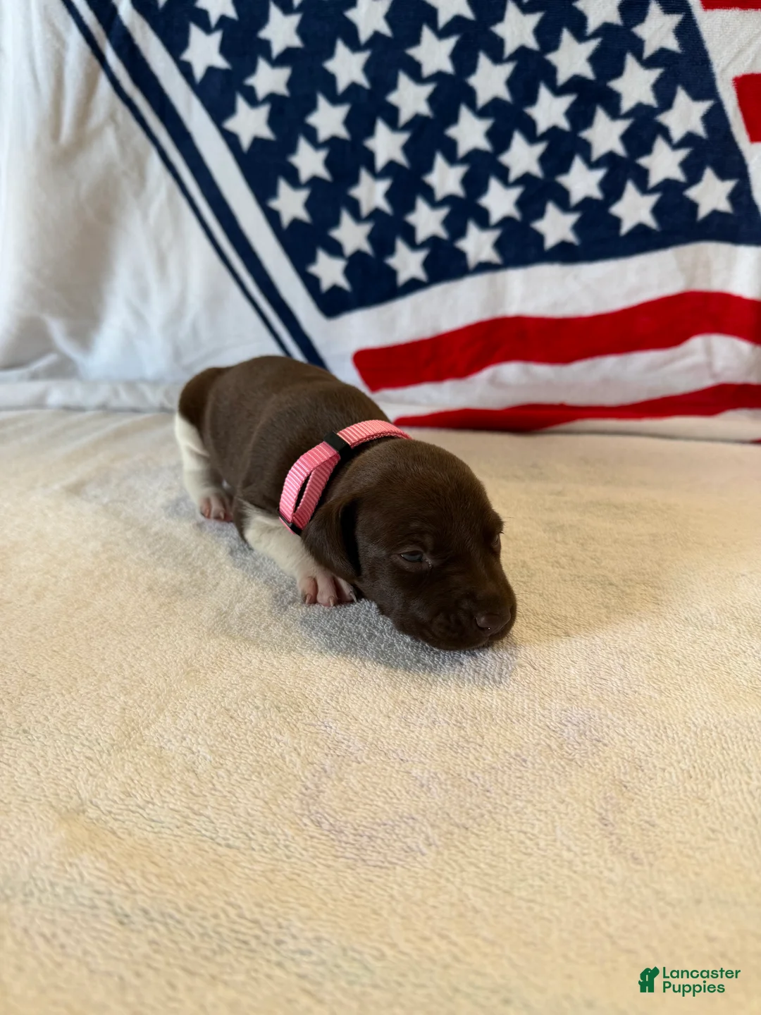 German Shorthaired Pointer dogs for sale: German Shorthaired Pointer 6 - Ad 2
