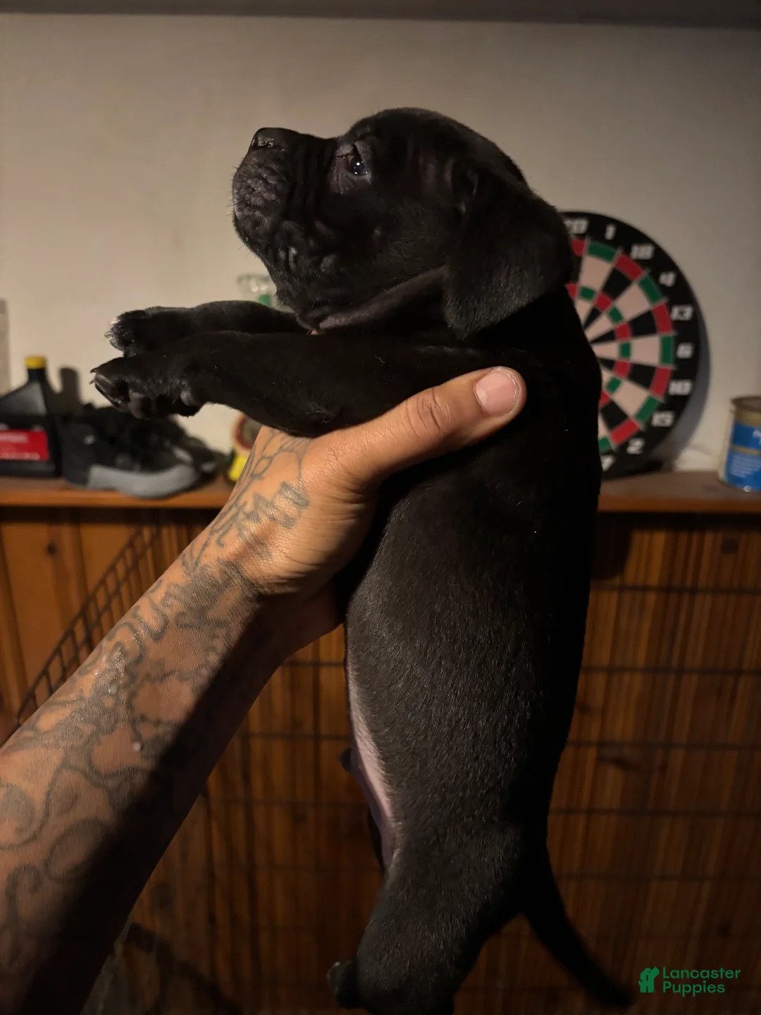 Mixed Breed dogs for sale: Mixed Breed Puppy 1 - Ad 2