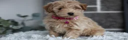 Maltipoo dogs for sale: Raya - Ad 5