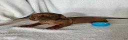 Dachshund dogs for sale: Dexter - Ad 4