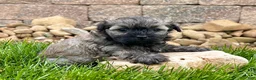 Havanese dogs for sale: Nick - Ad 7