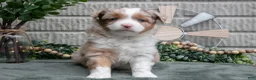 Miniature Australian Shepherd dogs for sale: Scarlet - Ad 3