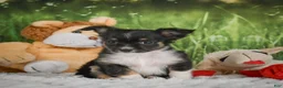 Chihuahua dogs for sale: Paige - Ad 5