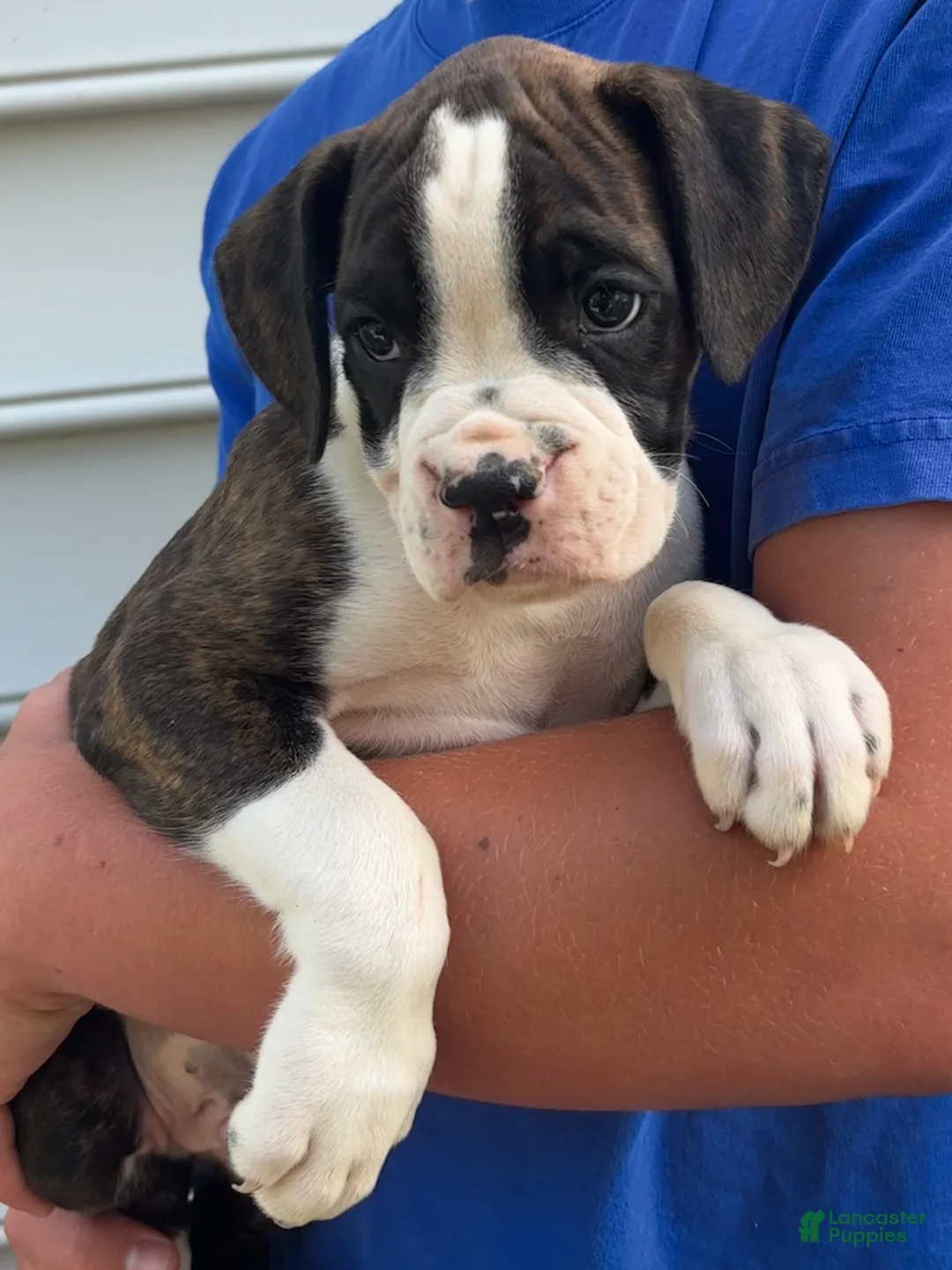 Boxer dogs for sale: Garth - Ad 2