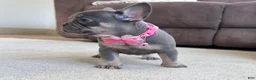 French Bulldog dogs for sale: Tasha Video Ad - Ad 3