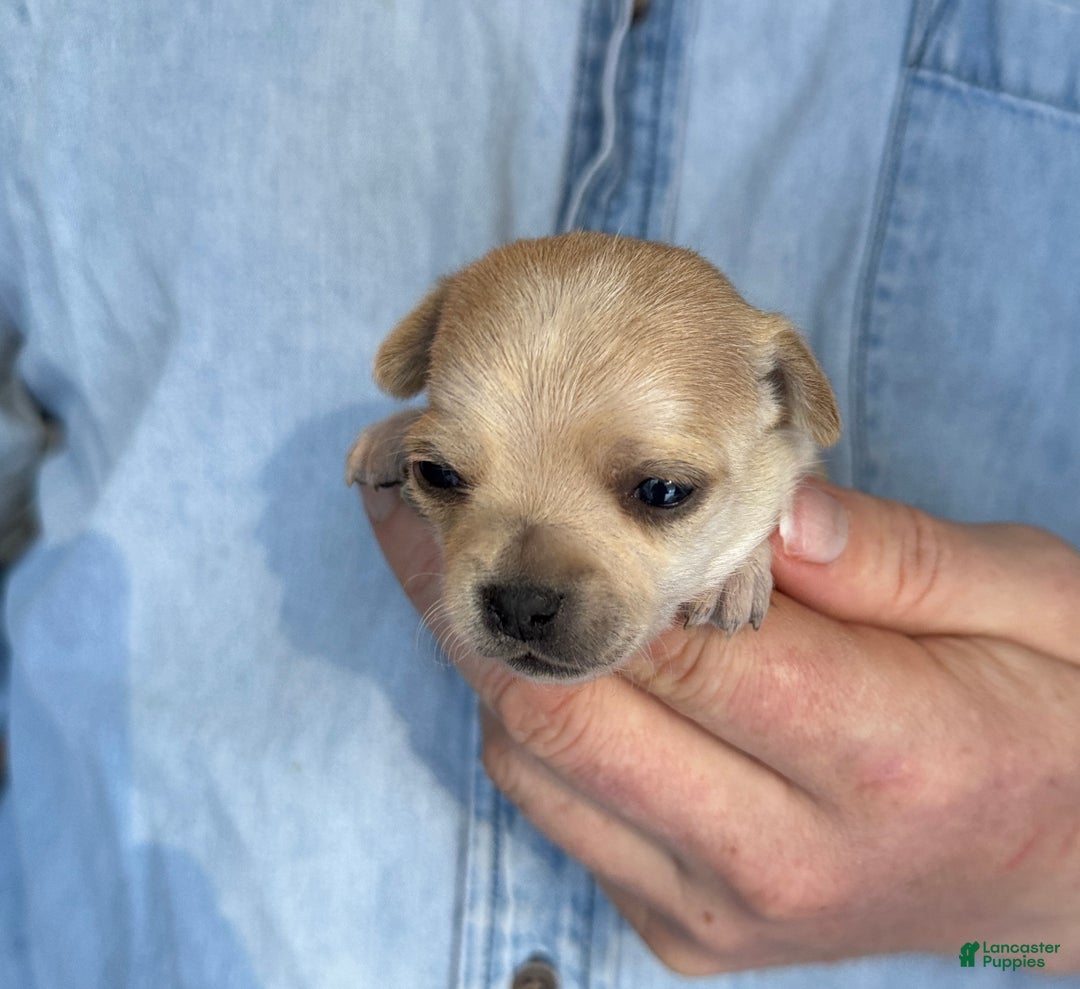 Chihuahua dogs for sale: Christmas  - Ad 3