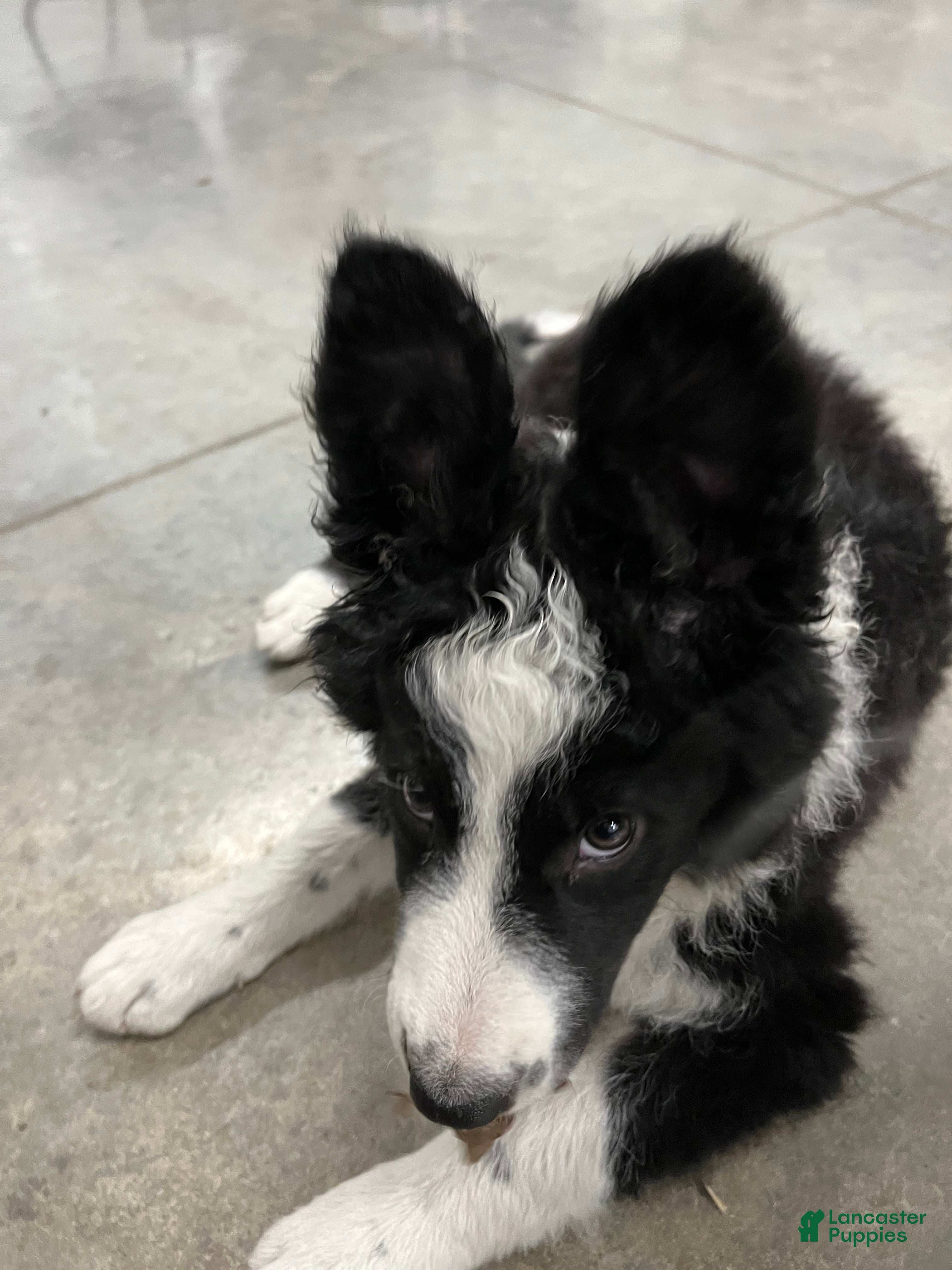 Border Collie dogs for sale: Border Collie 4 - Ad 2