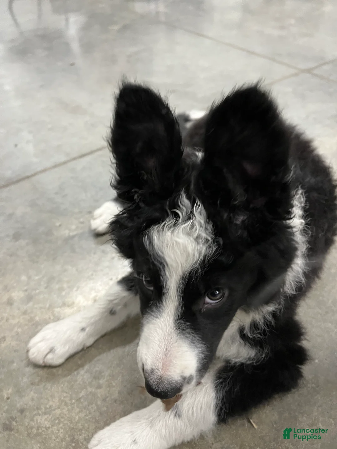 Border Collie dogs for sale: Border Collie 4 - Ad 2