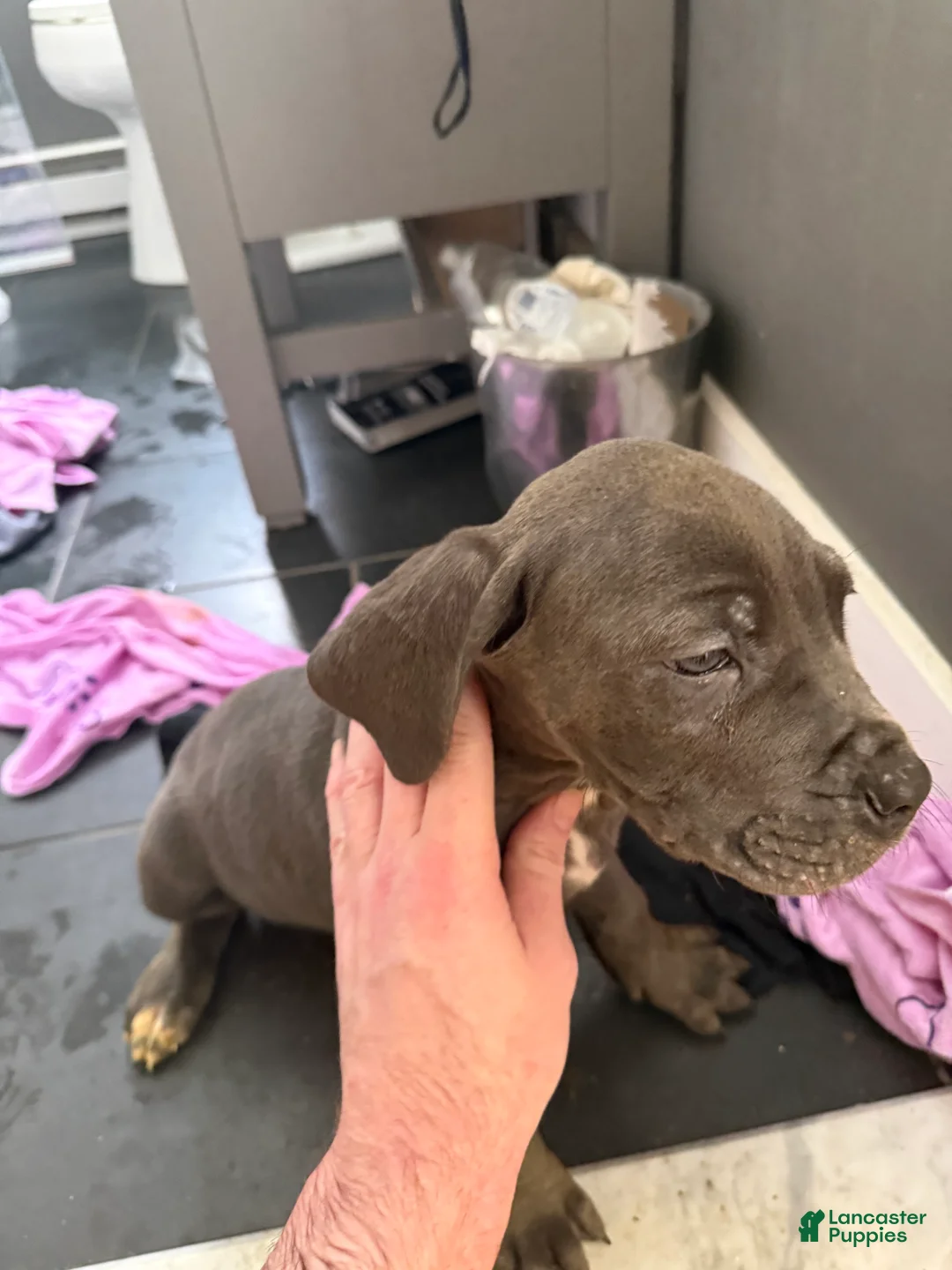 Cane Corso dogs for sale: Cane Corso Puppy 4 - Ad 1