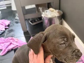 Cane Corso dogs for sale: Cane Corso Puppy 4 - Ad 3