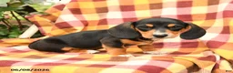 Miniature Dachshund dogs for sale: Spring - Ad 1