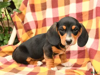 Miniature Dachshund dogs for sale: Spring - Ad 3