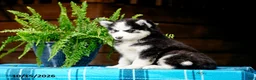 Pomsky dogs for sale: Ryan - Ad 3
