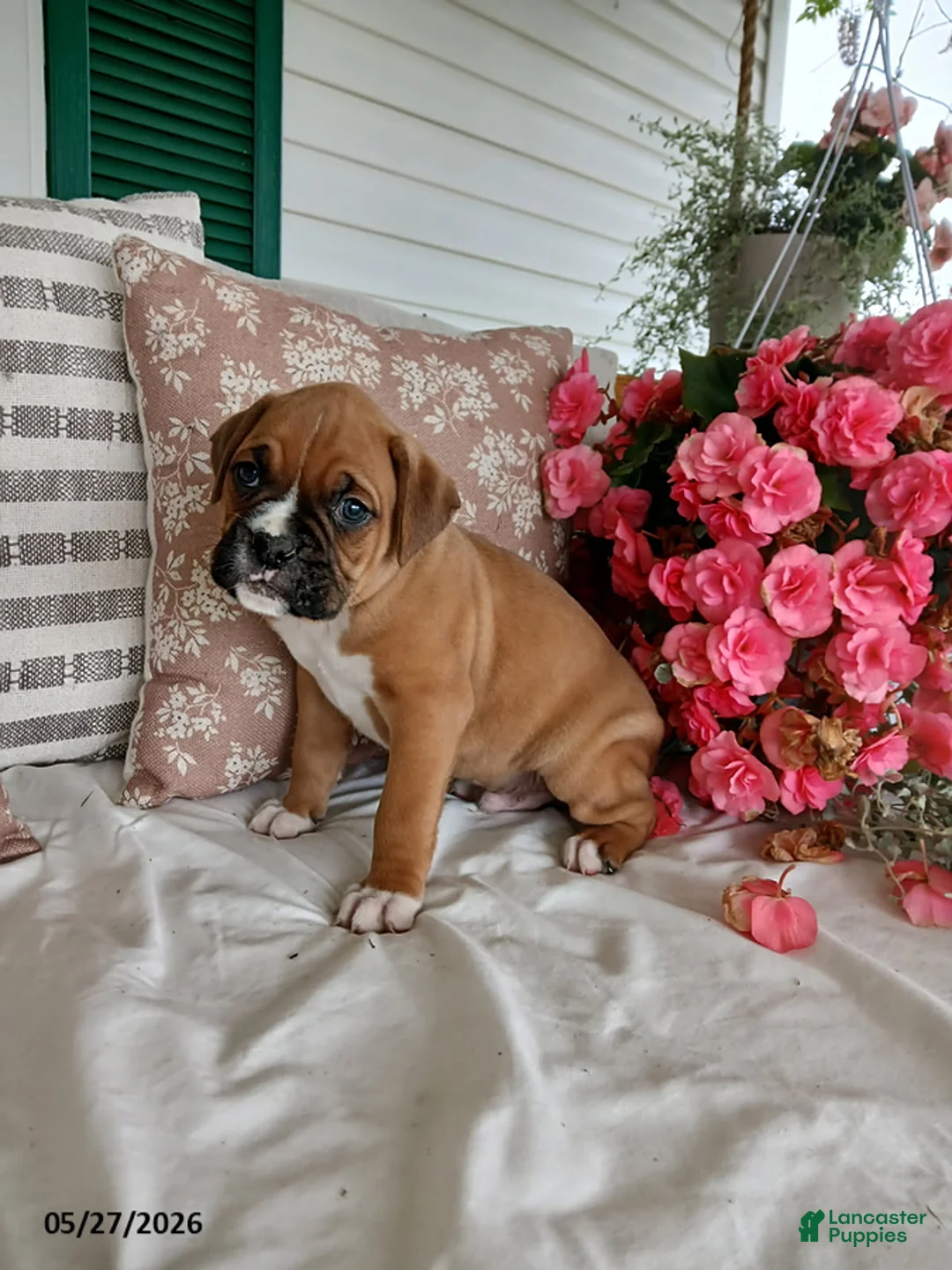 Boxer dogs for sale: Tyson - Ad 2
