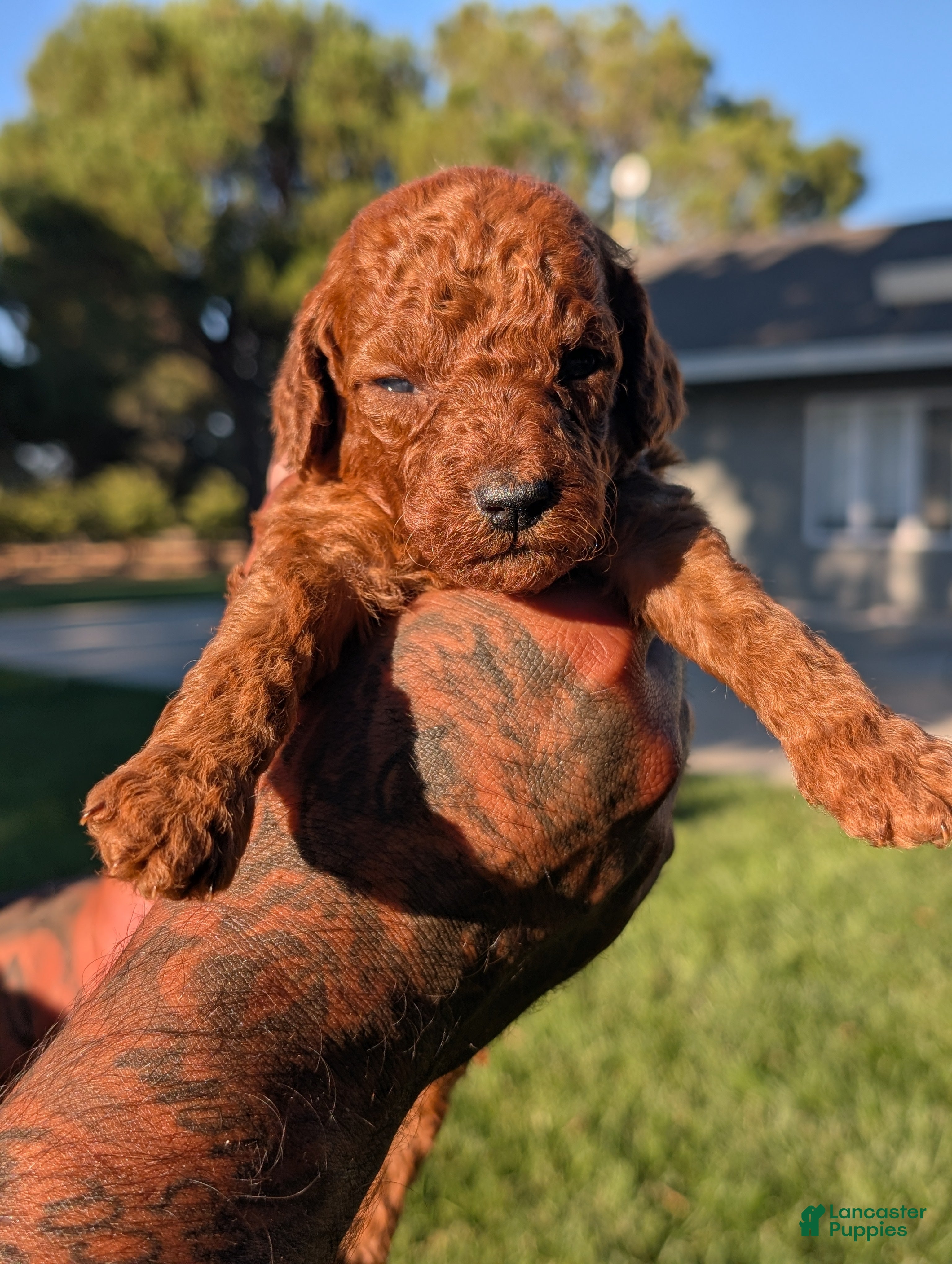 Mini Goldendoodle dogs BOURBON  - Ad 2