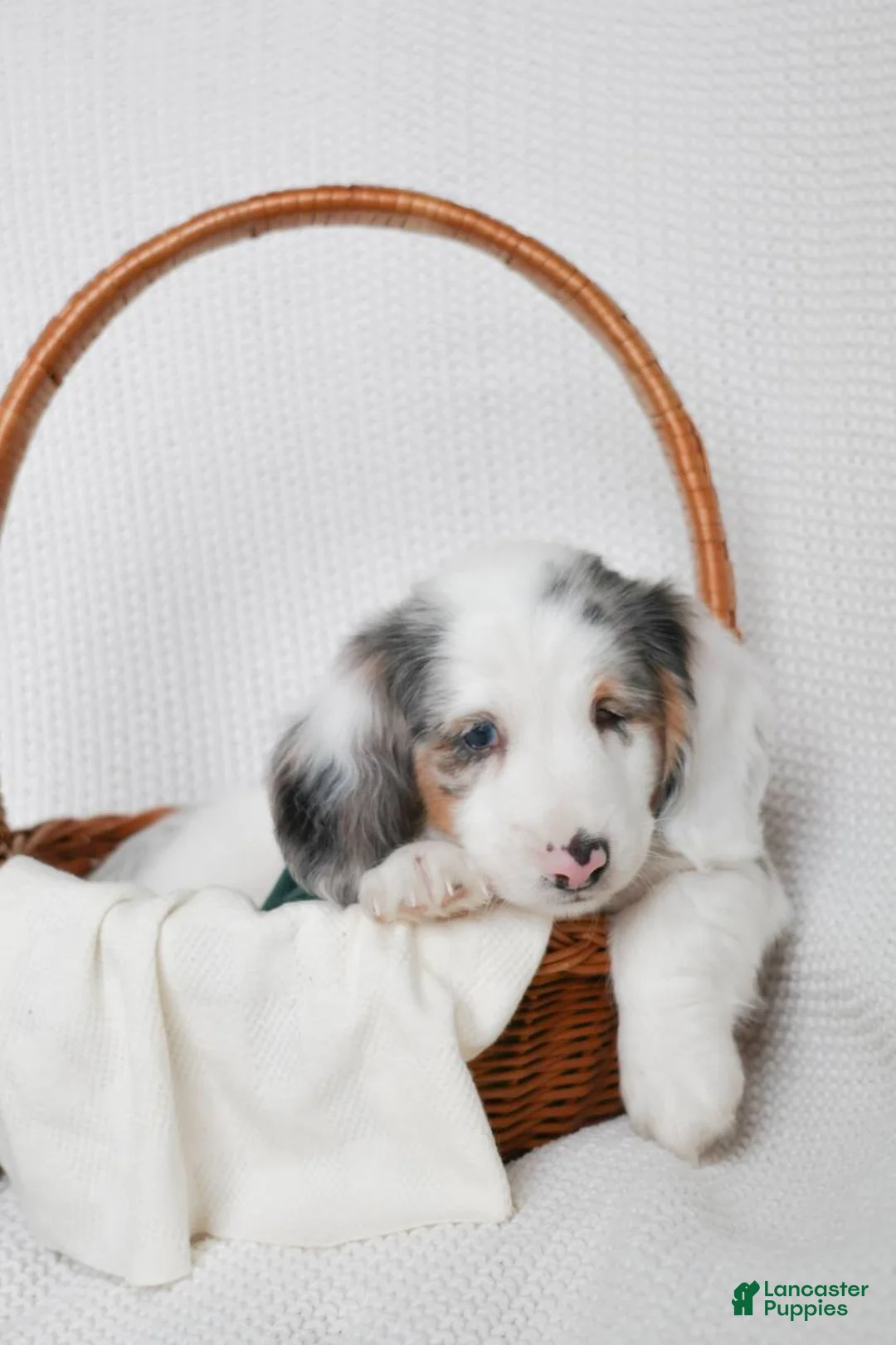 Miniature Dachshund dogs for sale: Larkspur  - Ad 2