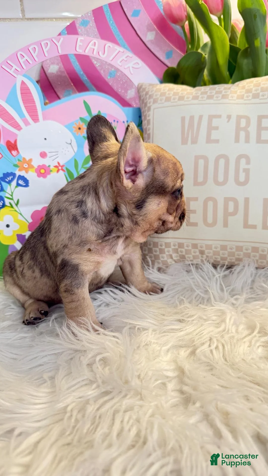 French Bulldog dogs for sale: French Bulldog Puppy - Ad 2
