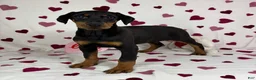 Doberman Pinscher dogs for sale: Dixie - Ad 5
