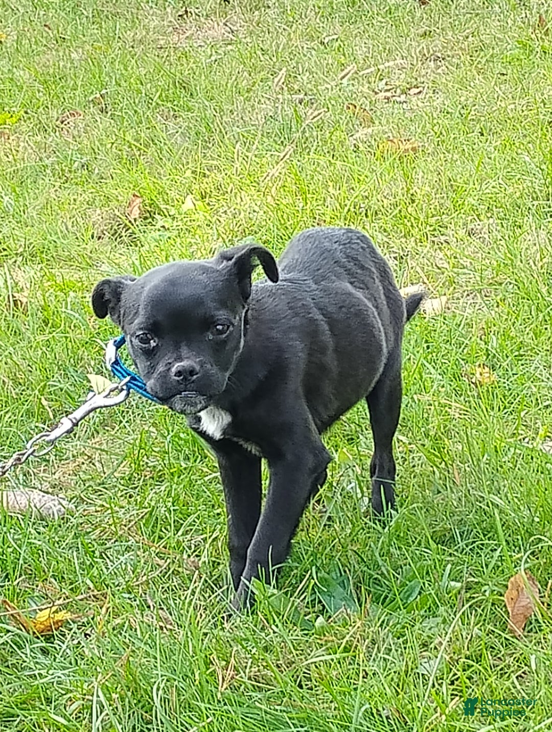 Mixed Breed dogs for sale: Tiny - Ad 7