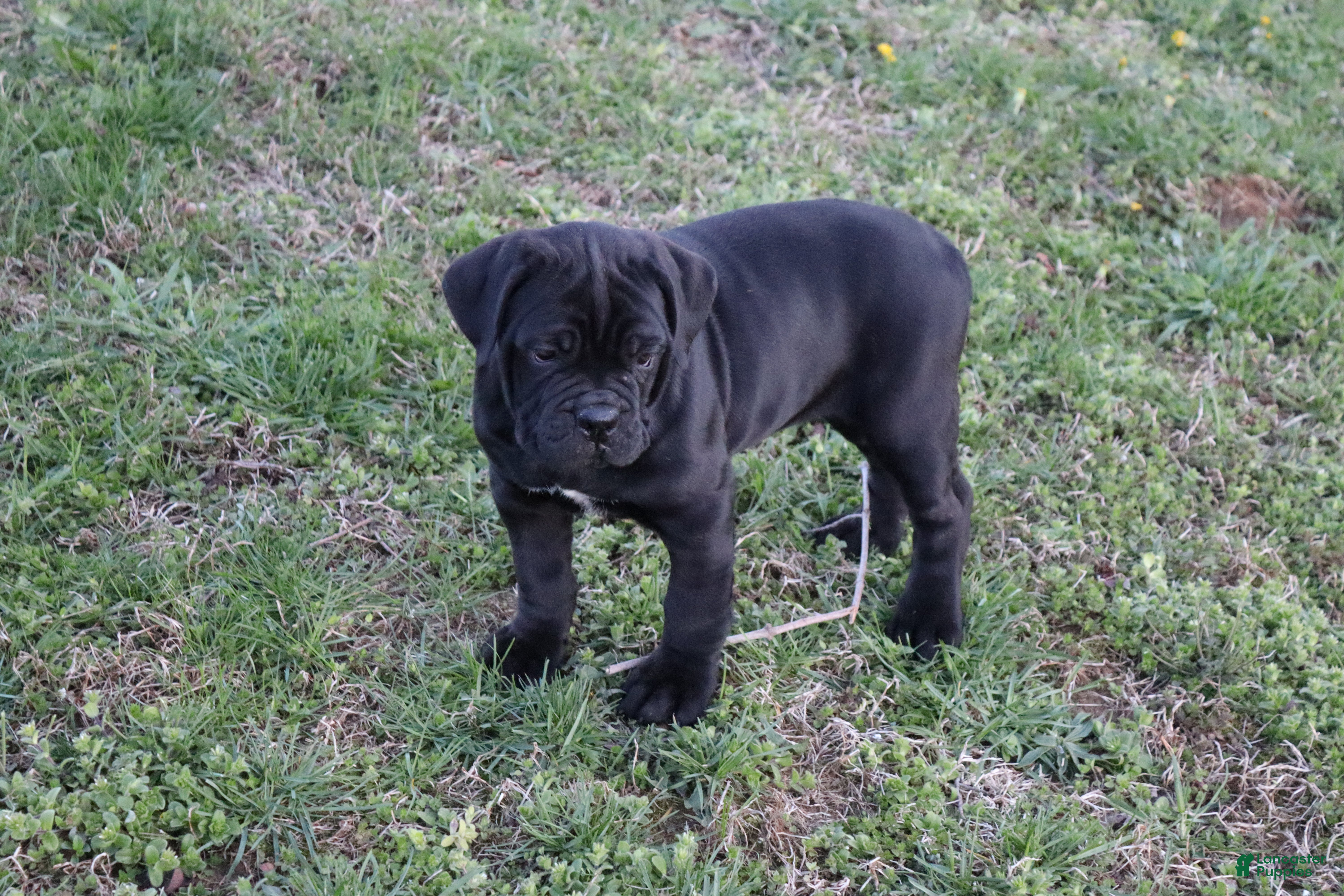 Cane Corso dogs Balinda - Ad 1