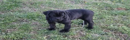 Cane Corso dogs for sale: Balinda - Ad 1