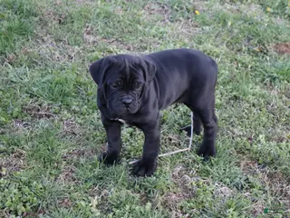 Cane Corso dogs for sale: Balinda - Ad 4