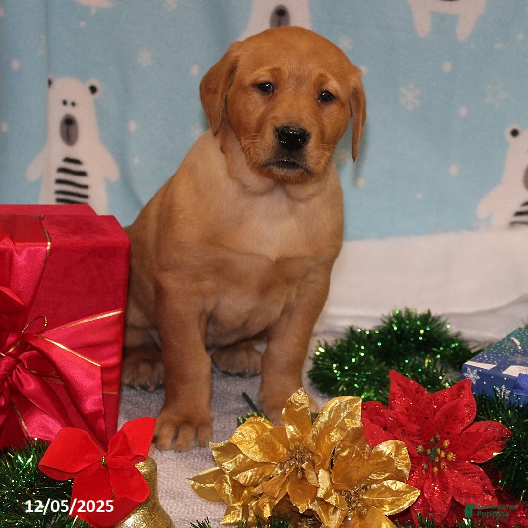 Goldador dogs for sale: Twinkle - Ad 4