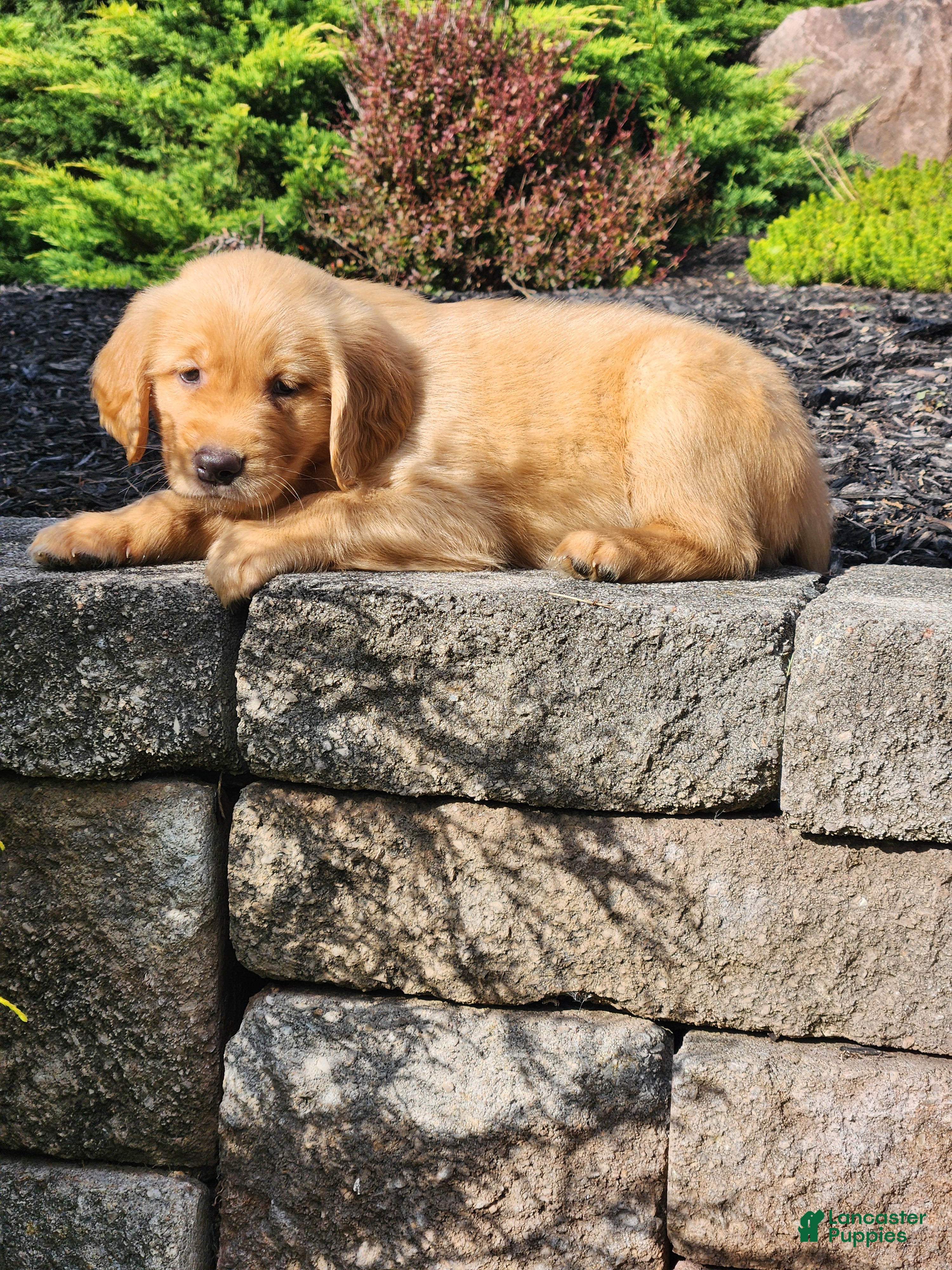 Golden Retriever dogs Charlie - Ad 1